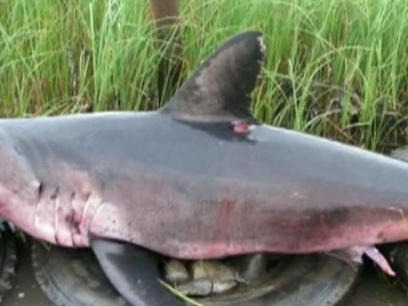 В Приморье поймана акула длиной более двух метров
