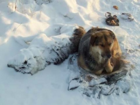 В Якутске пёс неделю на 50-градусном морозе согревал свою погибшую подругу