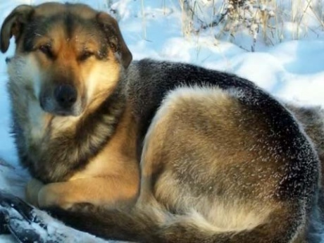 В Якутске пёс неделю на 50-градусном морозе согревал свою погибшую подругу