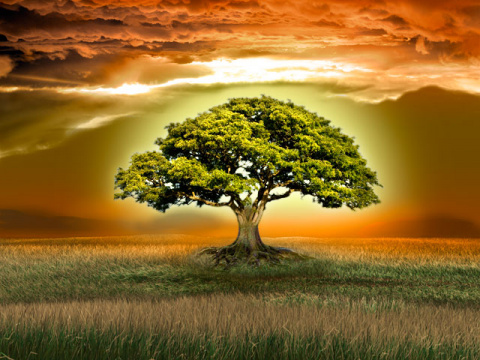 Всероссийский конкурс семейных генеалогических исследований Моя родословная