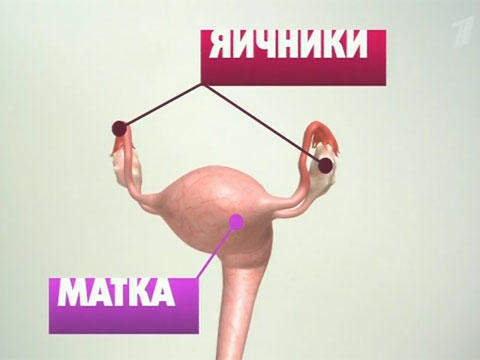 gormoni-u-zhenshin-bez-seksa gormoni-u-zhenshin-bez-seksa
