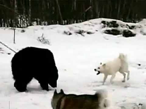 Притравочные станции.Обыкновенный садизм. Первый канал. 3:41.