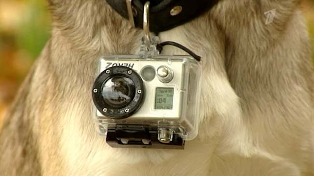 В Белоруссии собака бегает с фотоаппаратом и делает удивительные снимки