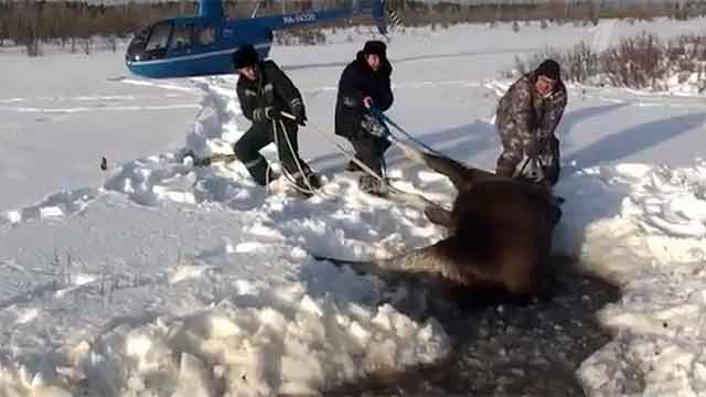 В Ханты-Мансийском автономном округе пилот вертолета и двое его друзей спасли лосиху, провалившуюся под лед - фото 1