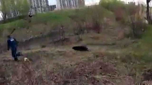 Бобра выловили сачком из огромной лужи в Челябинске