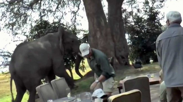 Слон отомстил туристам за то, что не позвали на обед