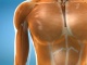 В теле человека больше 600 мышц