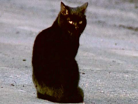 http://img1.1tv.ru/imgsize460x345/PR20091026120747.GIF